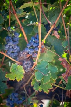 Vibrant Red Wine Grapes close up