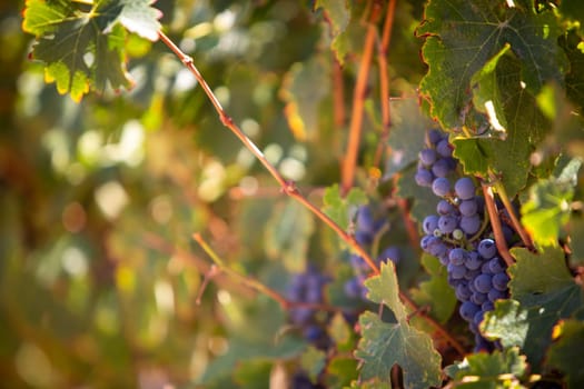 Ripe Grapes on a Vine for Wine