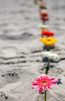 Trail of daisies on the beach sand