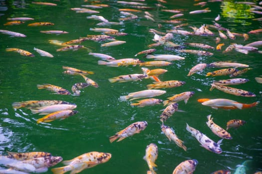 Koi fishes in a pond during feeding time