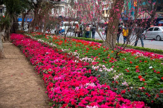 A Variety Flower bed in the city of Hanoi