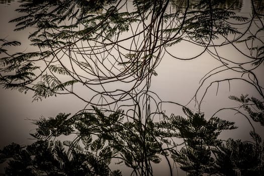 Trees in still water seemingly reflective artistic look