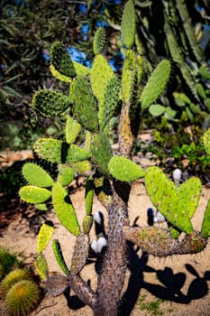 Prickly Desert Cactus in a desert garden