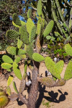 Prickly Desert Cactus