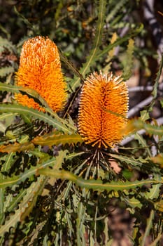 Grevillea "honey Gem" desert plant in a garden