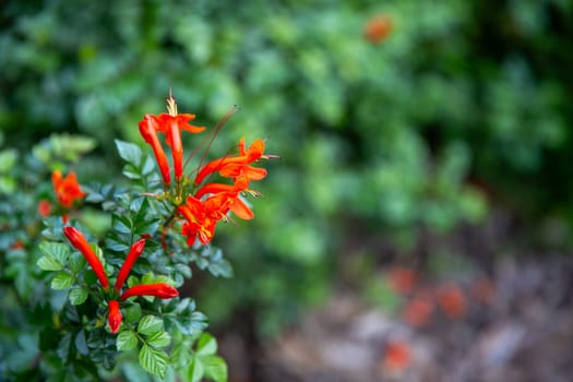 tecomaria capensis flower in a botanical park