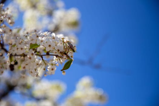 White cherry blossoms with room for text
