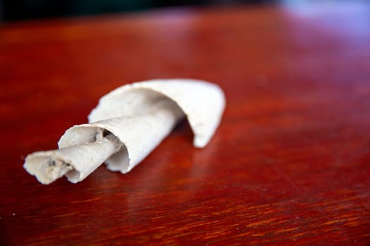 Spiral Conch Sea Shell on a table