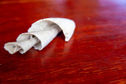 Spiral Conch Sea Shell on a table