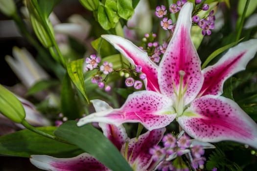 Bouquet Stargazer Lily in a centerpiece fully bloomed