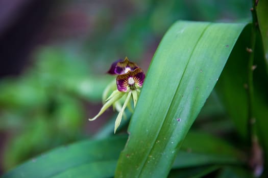 A black orchid peeking from behind the leaf