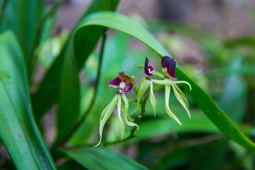 Dancing Black Orchids in focus