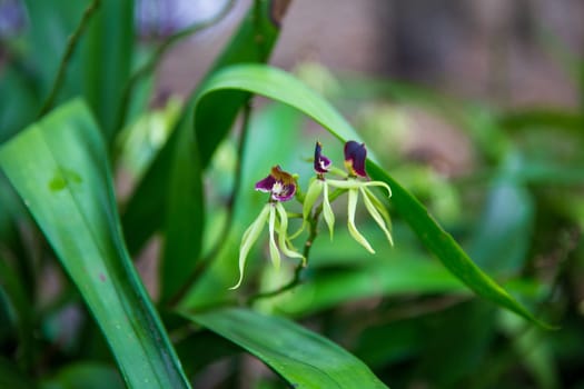 black orchids in focus using depth of field