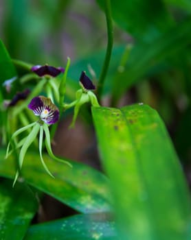 Green Squid Orchid or the Black orchid, the national flower of Belize.