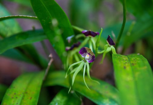 Belize National Flower called the Black Orchid