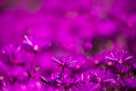 Garden of Wild Purple Flowers in nature