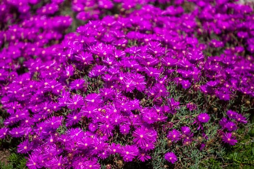 Garden of Wild Purple Flowers