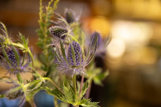 Thistle plant with room for copy space
