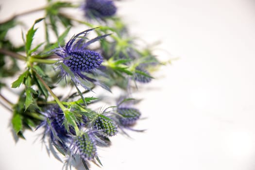 Thistle on white with copy space
