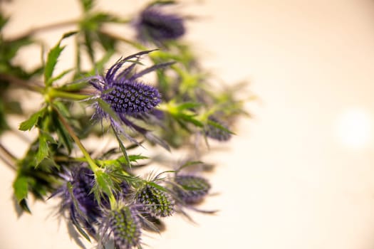 Sprig of a Thistle on white for text