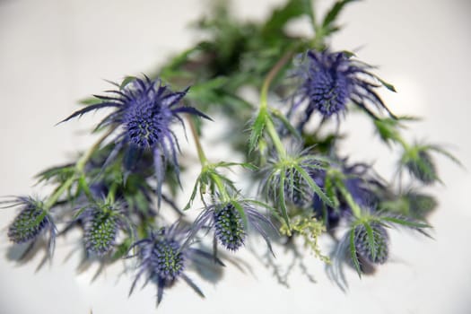 A bunch of thistles on a white surface