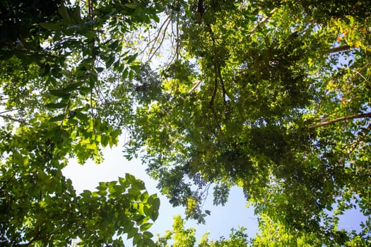 A view of a forest tree canopy