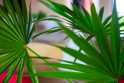 Indoor Palm Fronds used as decoration