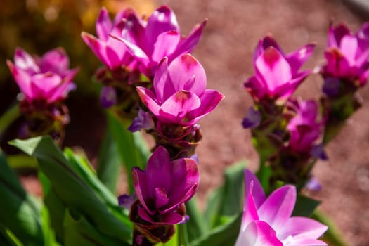 Purple or Pink Ginger booming in a garden