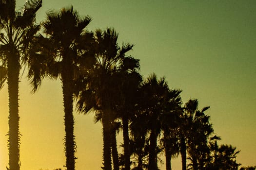 palm trees at sunset by pacific beach