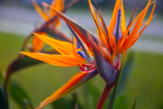 Strelitzia reginae aka Bird of Paradise Blooming in a garden