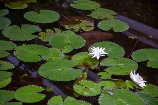 Wild Lillypads and lotus in  a pond