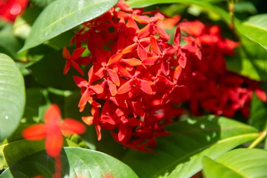 Red Colored Honeysuckle in a garden