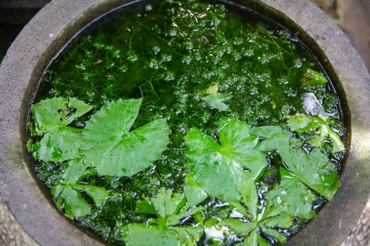 Small little lilly pad in a container