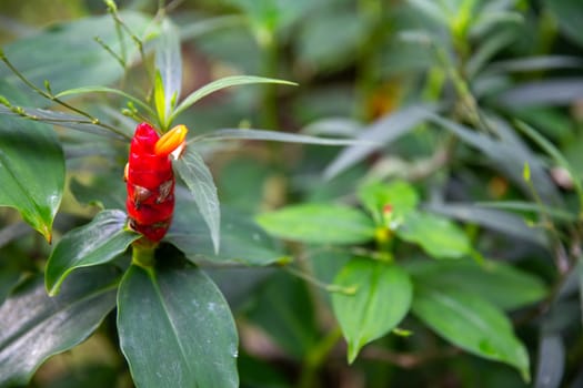 Dwarf French Kiss flower in a garden
