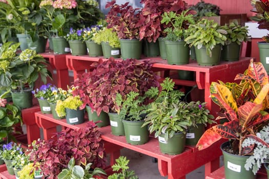 Bunch of Potted Plants for sale