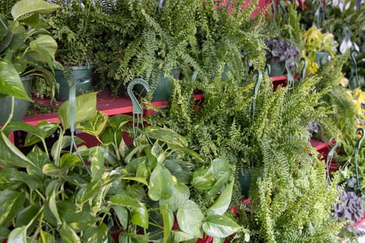 Plants to be hung for sale