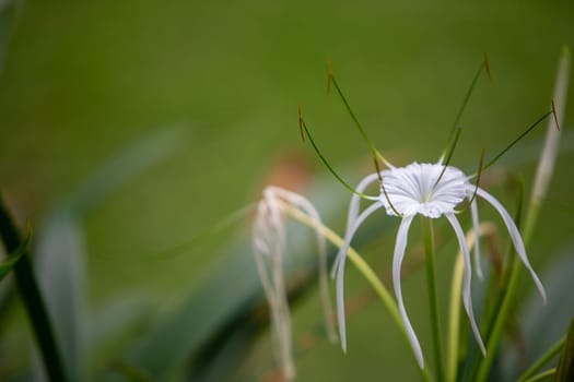 Bloomed WIld White Spider Lilly