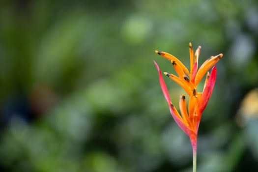 False Bird of Paradise in Asia