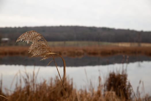 Common reed in the wind in Ipswich
