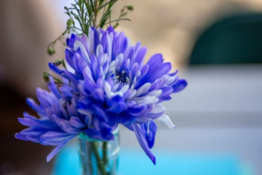 A Blue Chrysanthemum Flower in a vase