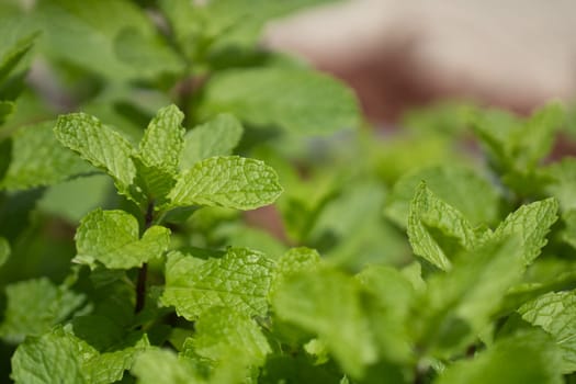 Close up of a mint bush grown in a garden