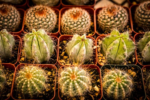 Baby Cactus in rows for a garden