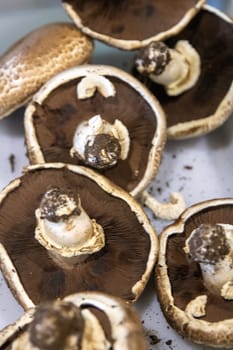 Big Portobello Mushrooms shot vertically