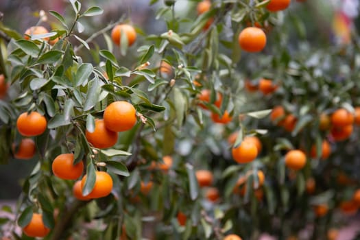 Kumquat tree with ripe fruits ready to be picked