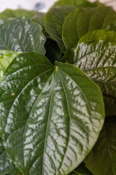 Edible Fresh Betel leaves for a celebration