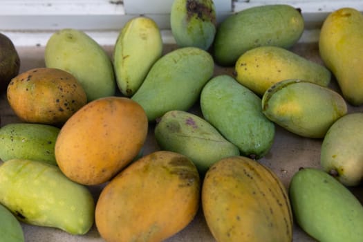 Freshly picked mangos at home