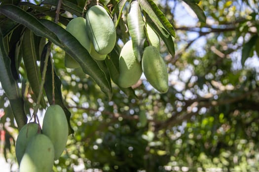 A Floridan tried with young hanging mangos