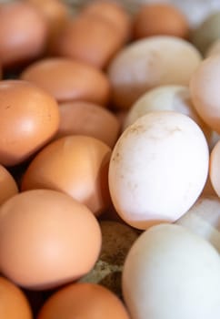 Freshly gathered brown and white farmed eggs