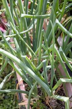 Bunch of green onions in a garden