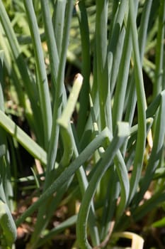 Bunch of green onions in a garden